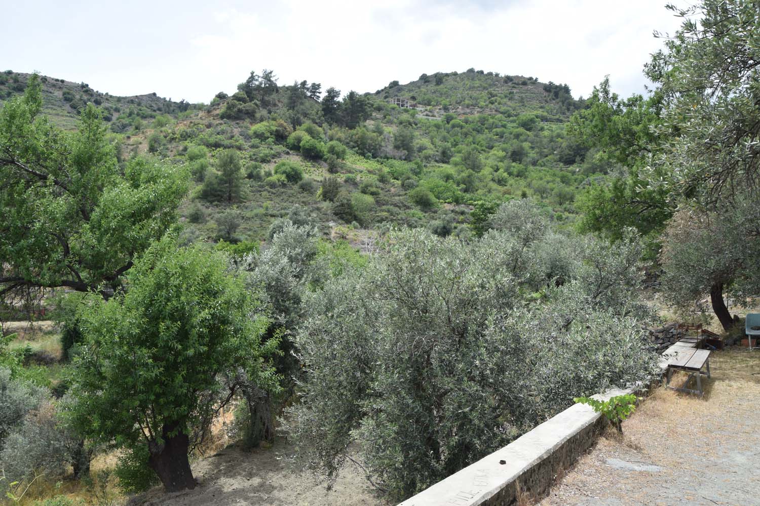 olive_cultivation_4