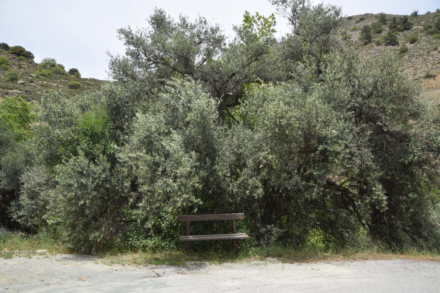 olive_cultivation_1